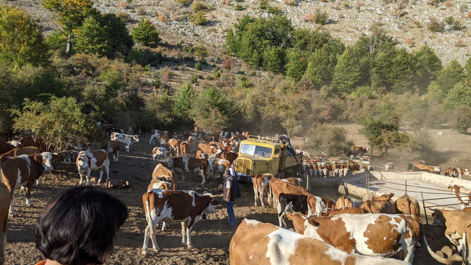 Donatori obezbedili vodu za životinje na Suvoj planini, ali nema ko da je transportuje do žednih grla