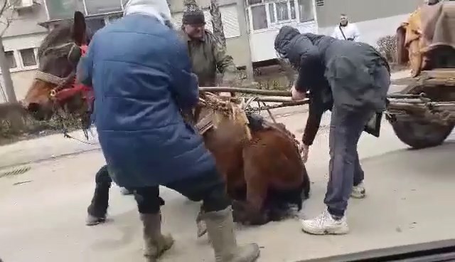 Mučna slika sa leskovačkih ulica: Vukli i maltretirali iznemoglog konja da na silu nastavi sa vučom – VIDEO