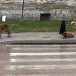 Policija u Radničkom naselju na mestu gde su psi izujedali žene