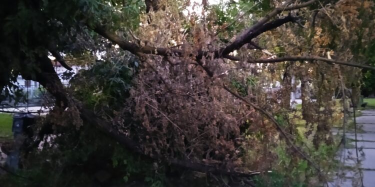 Hoće li neko da ukloni polomljeno drvo u Parku “Rupe“?