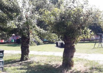 I opet, posle pisanja Rešetke, uklonjena otkinuta grana u parku “Rupe“