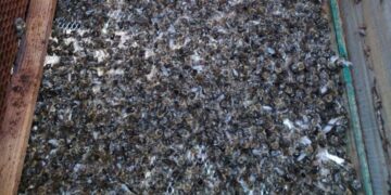 Masovni pomor pčela u vučjanskom kraju, šteta se procenjuje na preko 45.000 evra