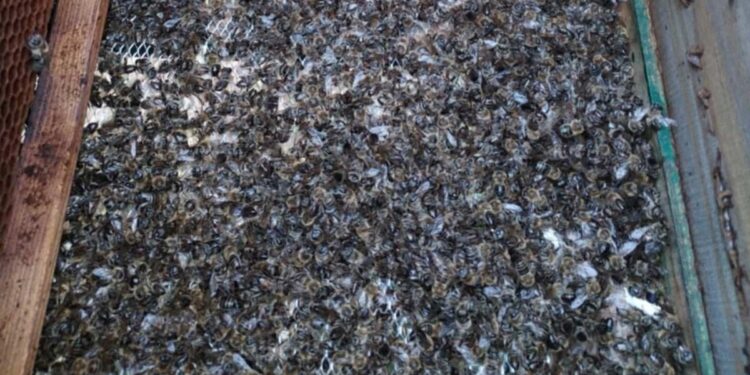 Masovni pomor pčela u vučjanskom kraju, šteta se procenjuje na preko 45.000 evra