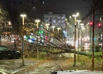 Vetar pravi haos po Leskovcu i čupa drveće, nadležni u pripravnosti