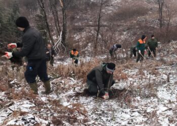 Pošumljavanje u selu Podrimce i na planini Kukavica