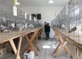 Prva izložba golubova održana u Donjem Krajicu privukla pre svega najmlađe