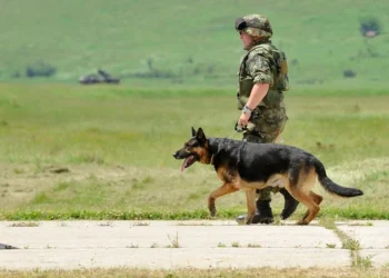 Vojska prodaje „suvišne i rashodovane službene pse“, građani negoduju i traže udomljavanje