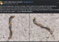 Dete iz Niša u obući pronašlo ogromnog i otrovnog insekta