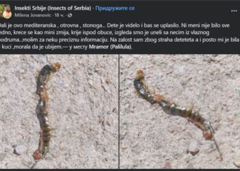 Dete iz Niša u obući pronašlo ogromnog i otrovnog insekta