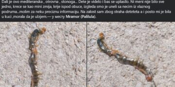 Dete iz Niša u obući pronašlo ogromnog i otrovnog insekta