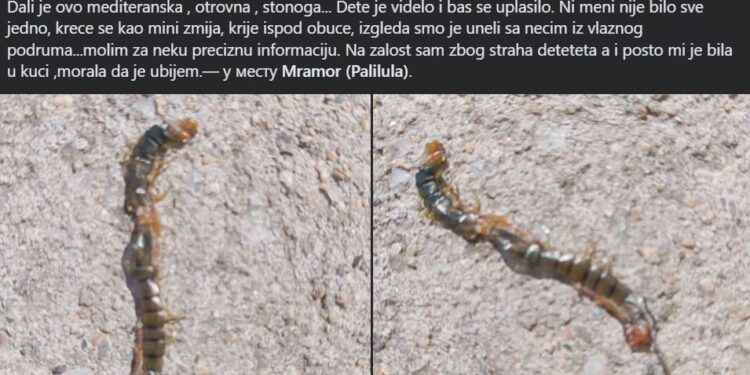 Dete iz Niša u obući pronašlo ogromnog i otrovnog insekta