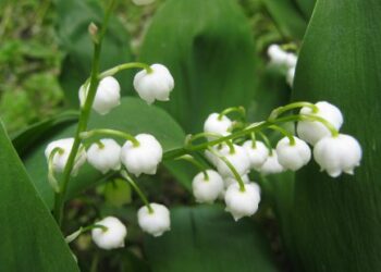 “Đurđevdan“ je pesma srpskih logoraša i simbol stradanja u Drugom svetskom ratu