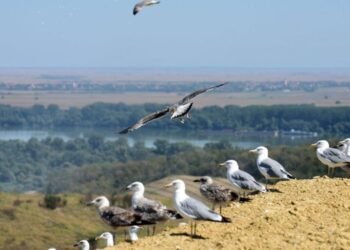 Otkud galeb u Leskovcu: Glasno kliktanje uplašilo žitelje u centru grada