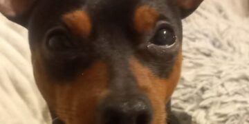 Kako je jedna neodgovorna izjava probudila trovača: Dva vlasnička psa uginula za nekoliko sekundi