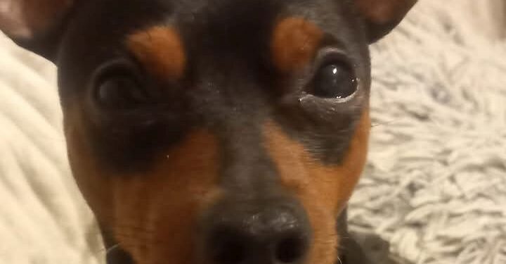 Kako je jedna neodgovorna izjava probudila trovača: Dva vlasnička psa uginula za nekoliko sekundi