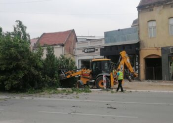 Bez dovole posečen stari jasen ispred LKC-a: Izvođač tvrdi da je drvo palo samo