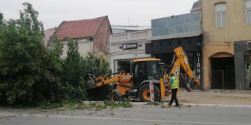 Bez dovole posečen stari jasen ispred LKC-a: Izvođač tvrdi da je drvo palo samo
