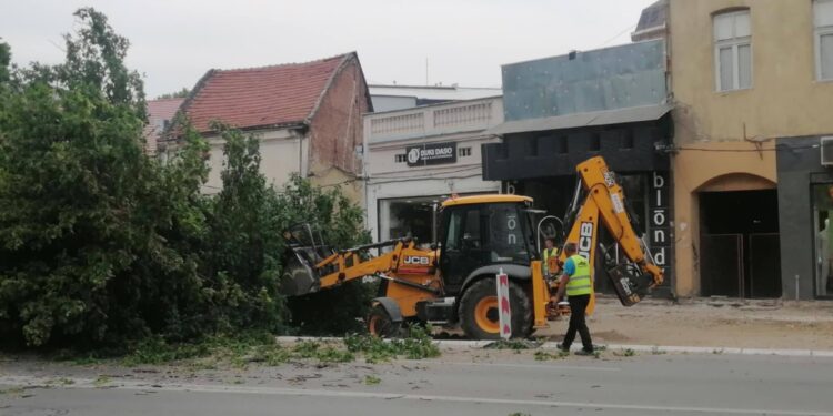 Bez dovole posečen stari jasen ispred LKC-a: Izvođač tvrdi da je drvo palo samo
