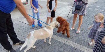 Udomi psa i, osim prijatelja, dobijaš i sezonsku kartu za utakmice FK “Dubočica“