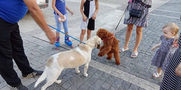 Udomi psa i, osim prijatelja, dobijaš i sezonsku kartu za utakmice FK “Dubočica“