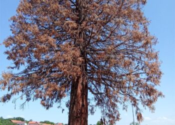 Osušila se džinovska sekvoja u Kopašnici