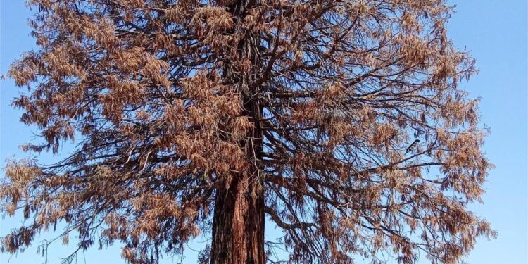 Osušila se džinovska sekvoja u Kopašnici