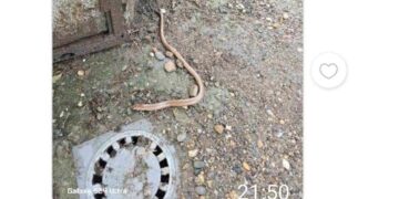 Od keja ka Leteksu, trava do kolena: Zmija ima u svakom dvorištu