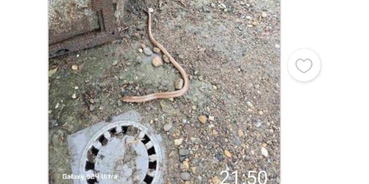 Od keja ka Leteksu, trava do kolena: Zmija ima u svakom dvorištu