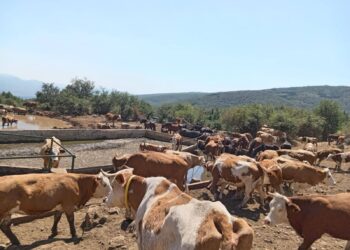Krave bez vode na Suvoj planini – stočari prepušteni sami sebi