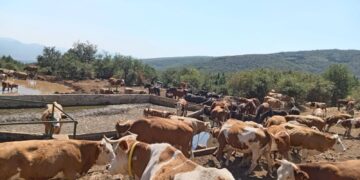 Krave bez vode na Suvoj planini – stočari prepušteni sami sebi