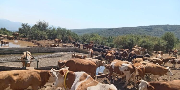Krave bez vode na Suvoj planini – stočari prepušteni sami sebi