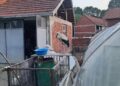 Mladunče rode palo sa bandere u dvorište: Porodica Milenković traži pomoć