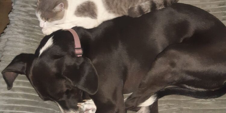 Novi Zakon o dobrobiti životinja je toliko nakaradan, da izgleda kao da se neko trudio da ga napravi baš lošim