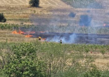 Požar kod Razgojne: Gori rastinje i poljoprivredno zemljište, na terenu vatrogasci i meštani