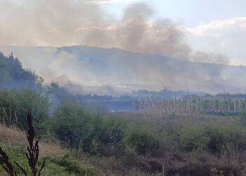 Svi požari u okollini Leskovca stavljeni pod kontrolu: Juče i sinoć gorelo u atarima 7 sela i na jednoj lokaciji u gradu