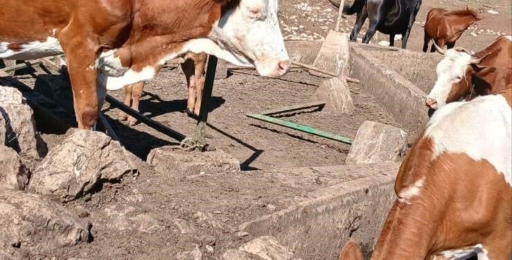 Stoka na Suvoj planini opet bez vode: Ili trajno rešiti problem, ili povući životinje sa Rakoša