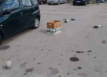 Bolesni golubovi ostavljeni na pijaci, građani strahuju od zaraze