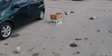 Bolesni golubovi ostavljeni na pijaci, građani strahuju od zaraze