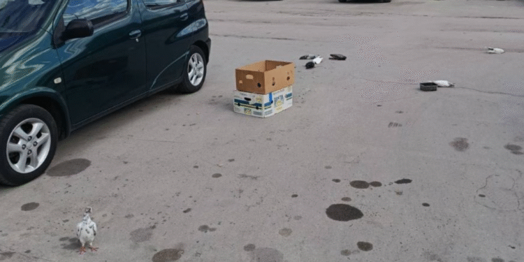 Bolesni golubovi ostavljeni na pijaci, građani strahuju od zaraze