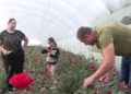 Ruže iz Donje Jajine kod Leskovca stižu do Rusije i Holandije