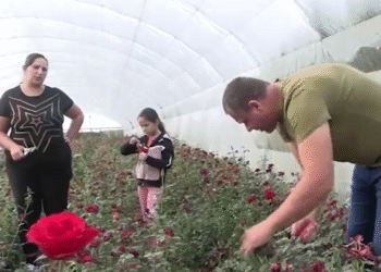 Ruže iz Donje Jajine kod Leskovca stižu do Rusije i Holandije