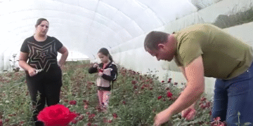 Ruže iz Donje Jajine kod Leskovca stižu do Rusije i Holandije