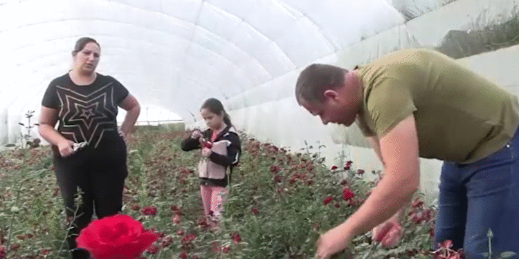 Ruže iz Donje Jajine kod Leskovca stižu do Rusije i Holandije