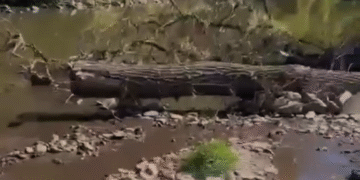 Južna Morava na ivici ekološke katastrofe: Nadležni nemo posmatraju