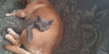 Na pritisak javnosti sporni predlog Zakona o dobrobiti životinja, povučen iz procedure