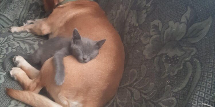 Na pritisak javnosti sporni predlog Zakona o dobrobiti životinja, povučen iz procedure