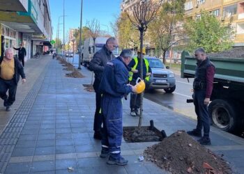 Na Bulevaru oslobođenja posađeno dodatnih 27 stabala kuglastog jasena