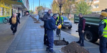 Na Bulevaru oslobođenja posađeno dodatnih 27 stabala kuglastog jasena