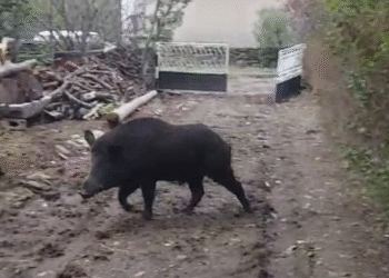 „Čak nas je i divlji vepar posetio, ali nas je predsednik Vučić obišao“ – VIDEO