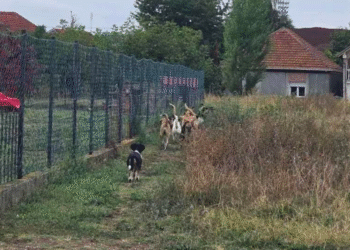 Čopor pasa lutalica pored vrtića u naselju Kumalak – roditelji u strahu, nadležni bez reakcije već tri nedelje